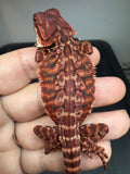 RM924, female, leatherback, 50% Red Monster bearded dragon for sale