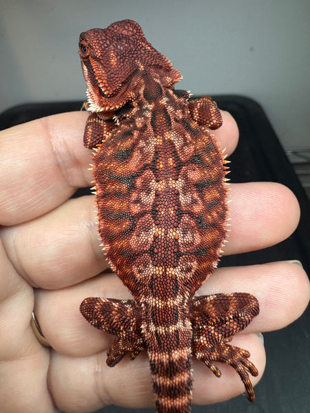 female, leatherback, 50% Red Monster bearded dragon for sale