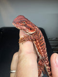 RM924, female, leatherback, 50% Red Monster bearded dragon for sale