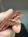 RM924, female, leatherback, 50% Red Monster bearded dragon for sale
