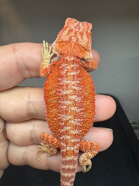 male, hypo, possible het Witblits, 50% Red Monster bearded dragon for sale