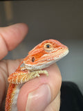 RM925, male, hypo, possible het Witblits, 50% Red Monster bearded dragon for sale