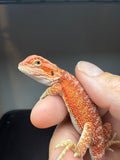 RM925, male, hypo, possible het Witblits, 50% Red Monster bearded dragon for sale