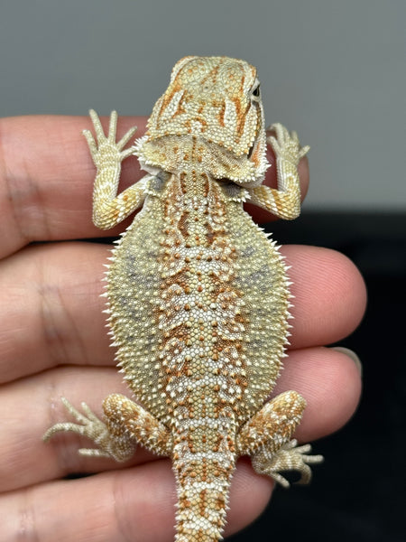 od69-male-hypo-possible-het-trans-het-zero-het-witblits-and-het-wero-bearded-dragons-for-sale