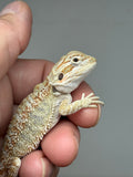 OD69, male, hypo, possible het trans, Het Zero, Het Witblits, and Het Wero Bearded Dragons for sale