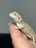 OD69, male, hypo, possible het trans, Het Zero, Het Witblits, and Het Wero Bearded Dragons for sale