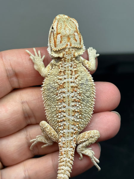 male, hypo, possible het trans, Het Zero, Het Witblits, and Het Wero Bearded Dragons for sale
