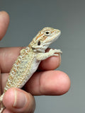 OD70, male, hypo, possible het trans, Het Zero, Het Witblits, and Het Wero Bearded Dragons for sale
