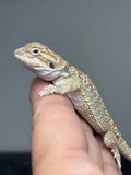 OD70, male, hypo, possible het trans, Het Zero, Het Witblits, and Het Wero Bearded Dragons for sale