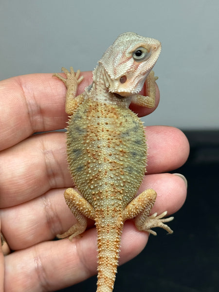 male, hypo, trans, Het Zero, Het Witblits, and Het Wero Bearded Dragons for sale