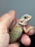 OD71, male, hypo, trans, Het Zero, Het Witblits, and Het Wero Bearded Dragons for sale