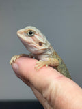 OD71, male, hypo, trans, Het Zero, Het Witblits, and Het Wero Bearded Dragons for sale