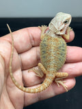 OD71, male, hypo, trans, Het Zero, Het Witblits, and Het Wero Bearded Dragons for sale