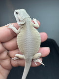 #1550, female, hypo, leatherback, possible het trans, possible het zero, Witblits Bearded dragon for sale