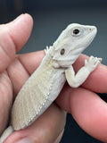 #1550, female, hypo, leatherback, possible het trans, possible het zero, Witblits Bearded dragon for sale