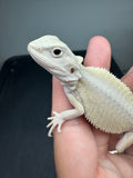 #1550, female, hypo, leatherback, possible het trans, possible het zero, Witblits Bearded dragon for sale