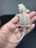 #1550, female, hypo, leatherback, possible het trans, possible het zero, Witblits Bearded dragon for sale