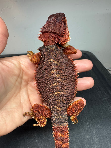 Unsexed, 75% Red Monster bearded dragon for sale