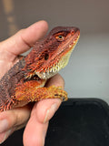 RM926, Unsexed, 75% Red Monster bearded dragon for sale