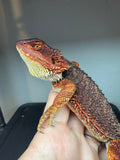 RM926, Unsexed, 75% Red Monster bearded dragon for sale