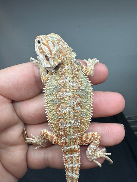 male, Het Zero, Het Witblits, and Het Wero Bearded Dragons for sale