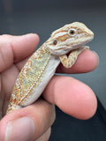 OD72, male, Het Zero, Het Witblits, and Het Wero Bearded Dragons for sale