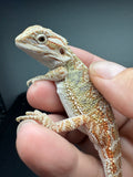 OD72, male, Het Zero, Het Witblits, and Het Wero Bearded Dragons for sale