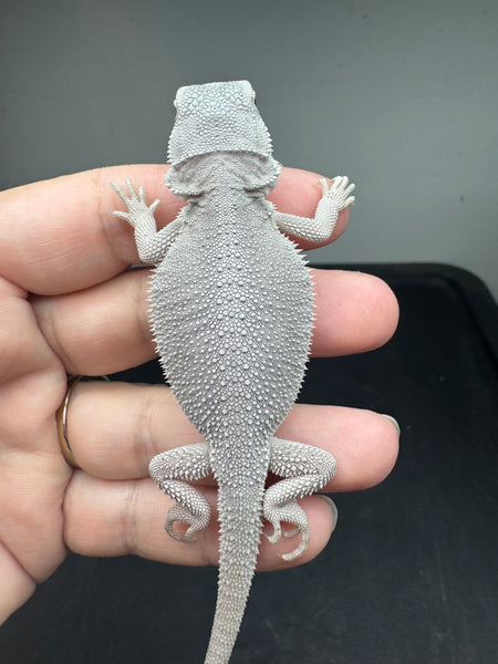 1551-female-hypo-possible-het-wits-trans-zero-bearded-dragon-for-sale
