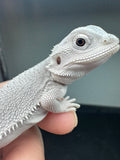 #1551, female, hypo, possible het wits/trans, Zero Bearded Dragon for sale