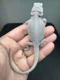 #1551, female, hypo, possible het wits/trans, Zero Bearded Dragon for sale