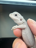 #1551, female, hypo, possible het wits/trans, Zero Bearded Dragon for sale