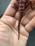 RM928, female, leatherback, 50% Red Monster bearded dragon for sale
