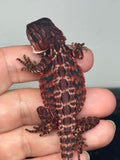 RM928, female, leatherback, 50% Red Monster bearded dragon for sale