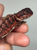 RM928, female, leatherback, 50% Red Monster bearded dragon for sale