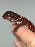 RM928, female, leatherback, 50% Red Monster bearded dragon for sale
