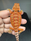 RM927, male, possible het hypo, 75% Red Monster bearded dragon for sale