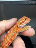 RM927, male, possible het hypo, 75% Red Monster bearded dragon for sale