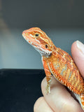RM927, male, possible het hypo, 75% Red Monster bearded dragon for sale