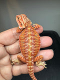 RM929, female, hypo, leatherback, 75% Red Monster bearded dragon for sale