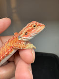 RM929, female, hypo, leatherback, 75% Red Monster bearded dragon for sale