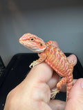 RM929, female, hypo, leatherback, 75% Red Monster bearded dragon for sale