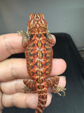 RM930, female, leatherback, 50% Red Monster bearded dragon for sale