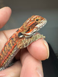 RM930, female, leatherback, 50% Red Monster bearded dragon for sale