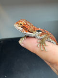 RM930, female, leatherback, 50% Red Monster bearded dragon for sale