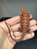 RM930, female, leatherback, 50% Red Monster bearded dragon for sale