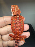 RM931, male, 50% Red Monster bearded dragon for sale