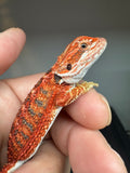 RM931, male, 50% Red Monster bearded dragon for sale