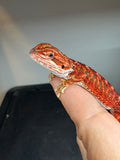 RM931, male, 50% Red Monster bearded dragon for sale