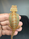 OD73, male, hypo, trans, Het Zero, Het Witblits, and Het Wero Bearded Dragon for sale
