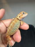 OD73, male, hypo, trans, Het Zero, Het Witblits, and Het Wero Bearded Dragon for sale